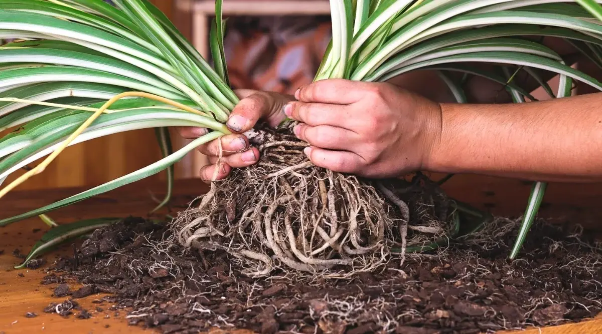 Dividing Spider Plant Roots A spider plant being divided into sections by separating the roots, a common step during repotting and propagation