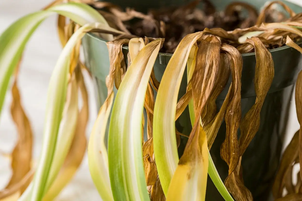 Spider plant with yellow leaves showing common signs of overwatering or stress in indoor houseplants