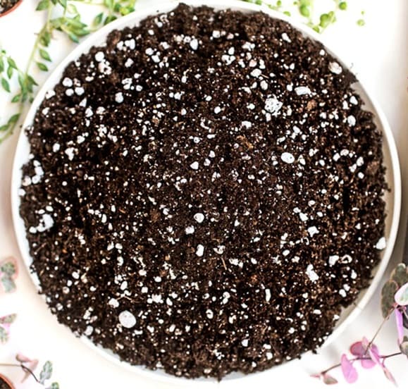 Houseplant Soil! Great for Spider Plants & ALL Plants