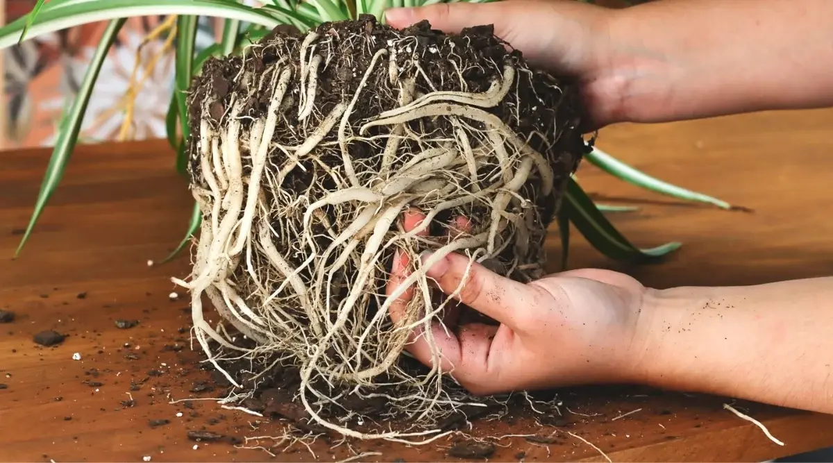 Loosening Spider Plant Roots Hands gently loosening the root ball of a spider plant to help roots spread in fresh soil