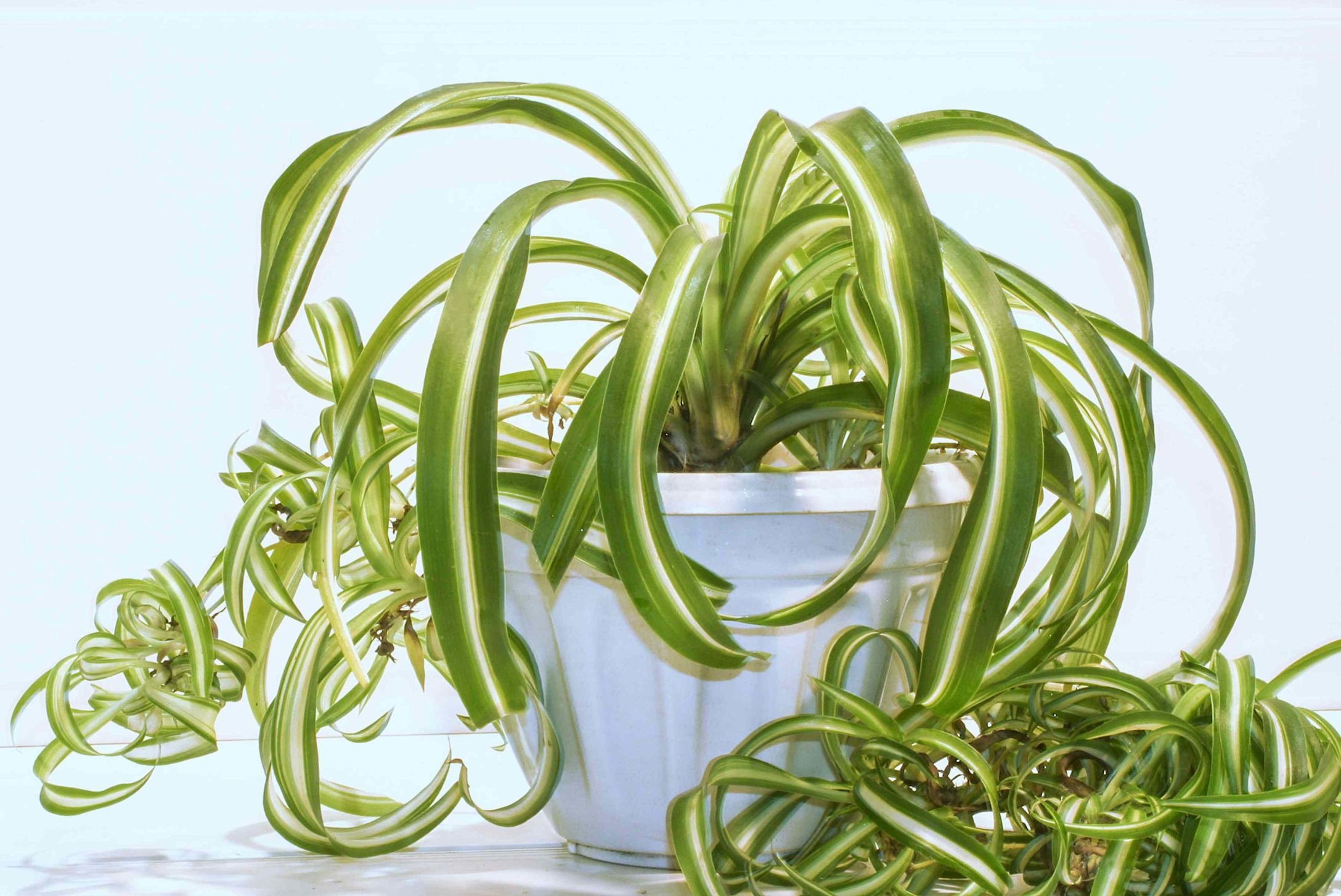 Reasons-Bonnie-Spider-Plants-Lose-Curl