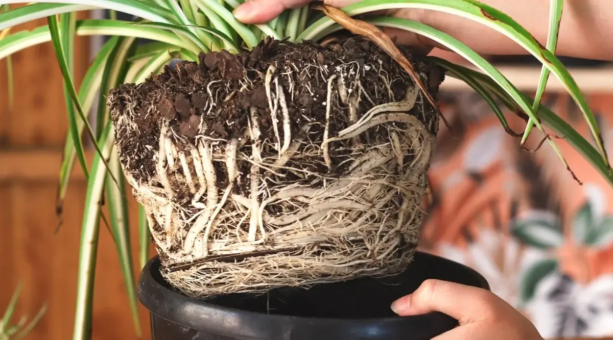 Removing Spider Plant From Pot A spider plant being carefully removed from its pot to begin the repotting process