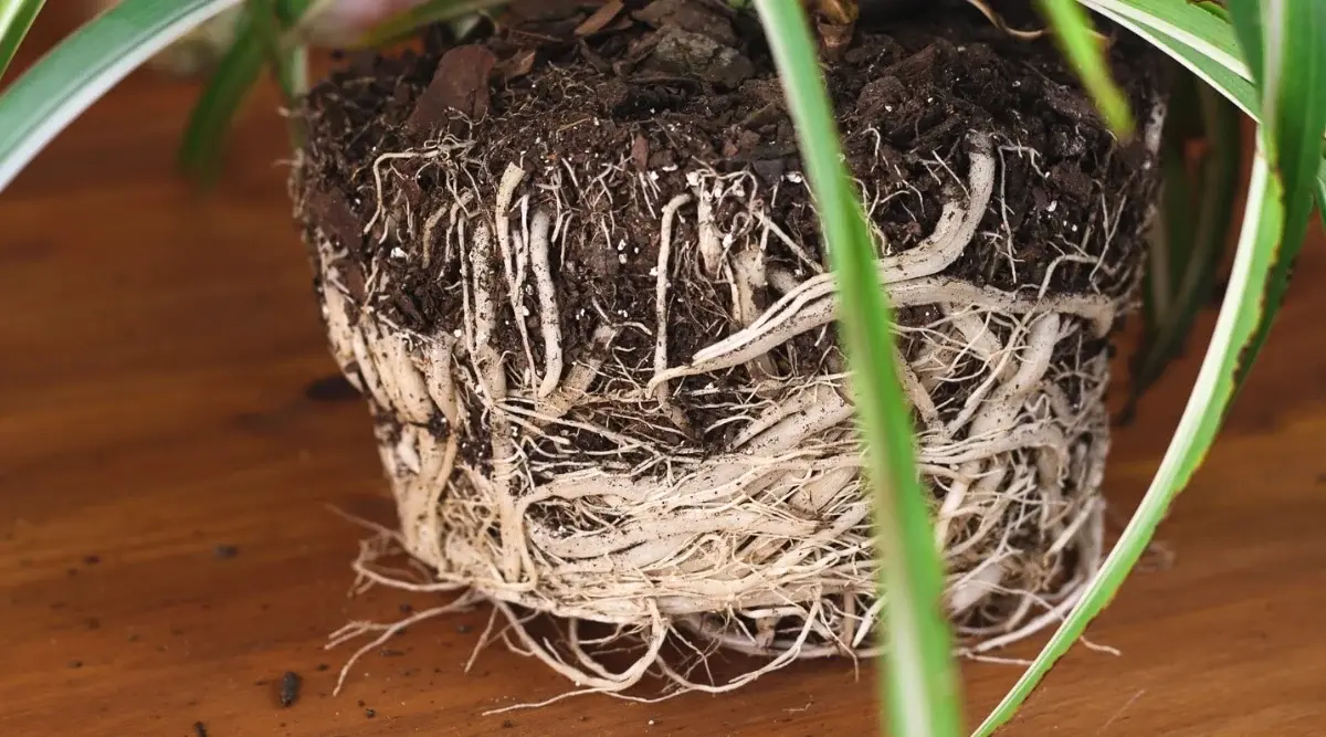 Root Bound Spider Plant A spider plant with tightly packed roots circling the root ball, showing it has outgrown its pot and needs repotting