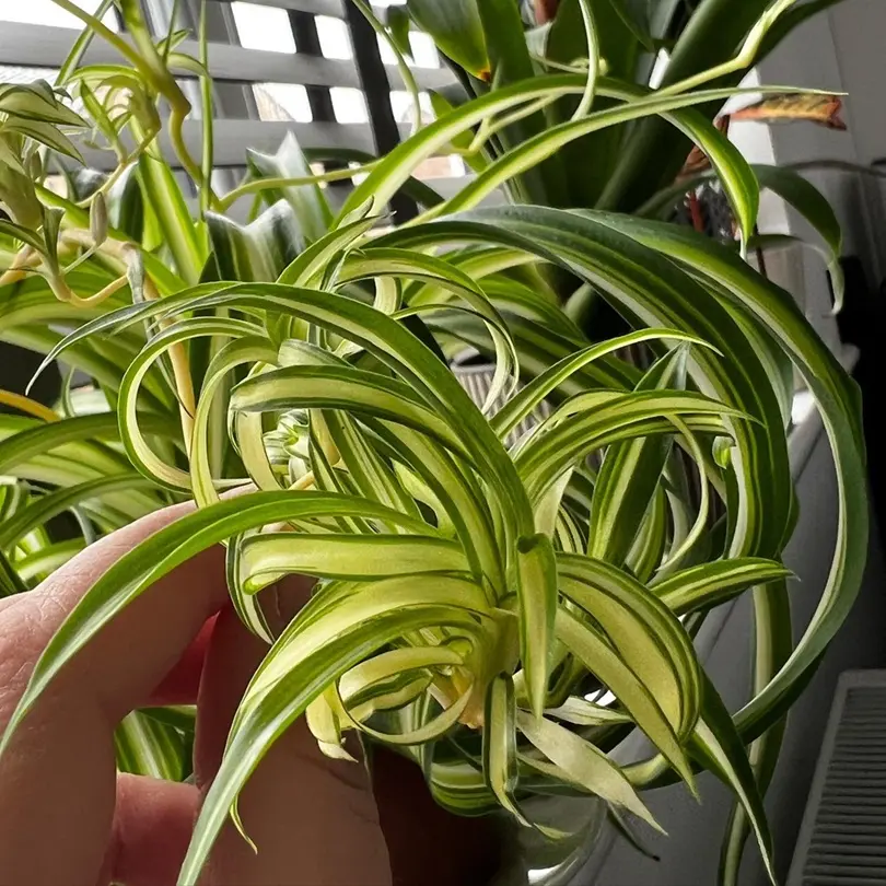 Variegated Bonnie Curly Spider Plant Close-Up Healthy variegated Bonnie Curly Spider Plant with curled green and cream striped leaves in a terracotta pot.