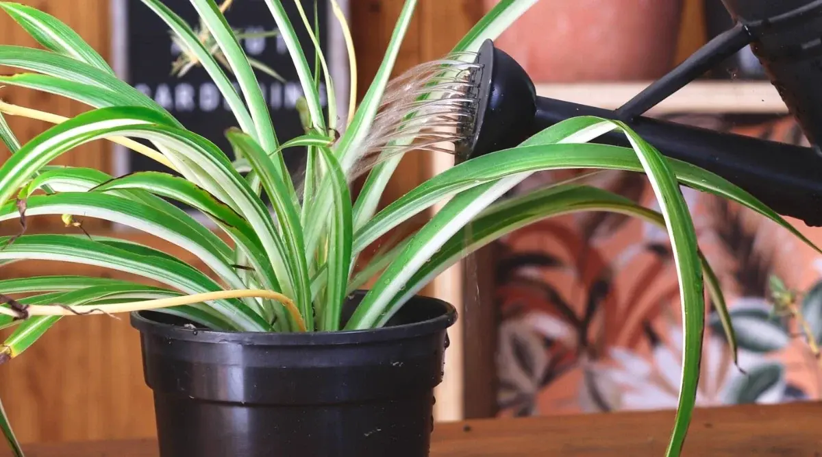 Repotting and Watering Spider Plant A freshly repotted spider plant being watered to help settle the soil and support root recovery