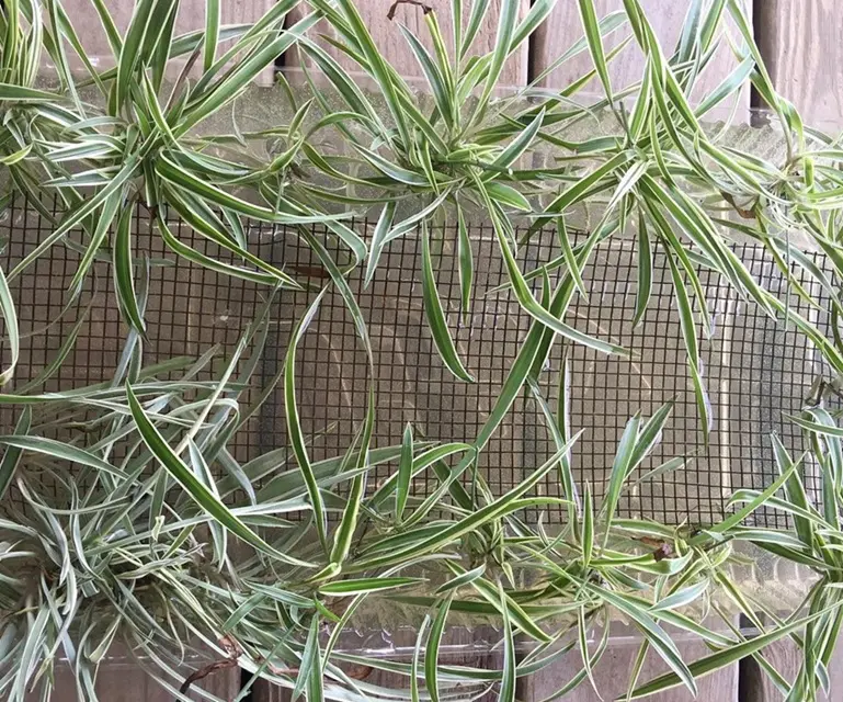 Curly Bonnie spider plant babies air propagating without water in a humidity container using mesh support