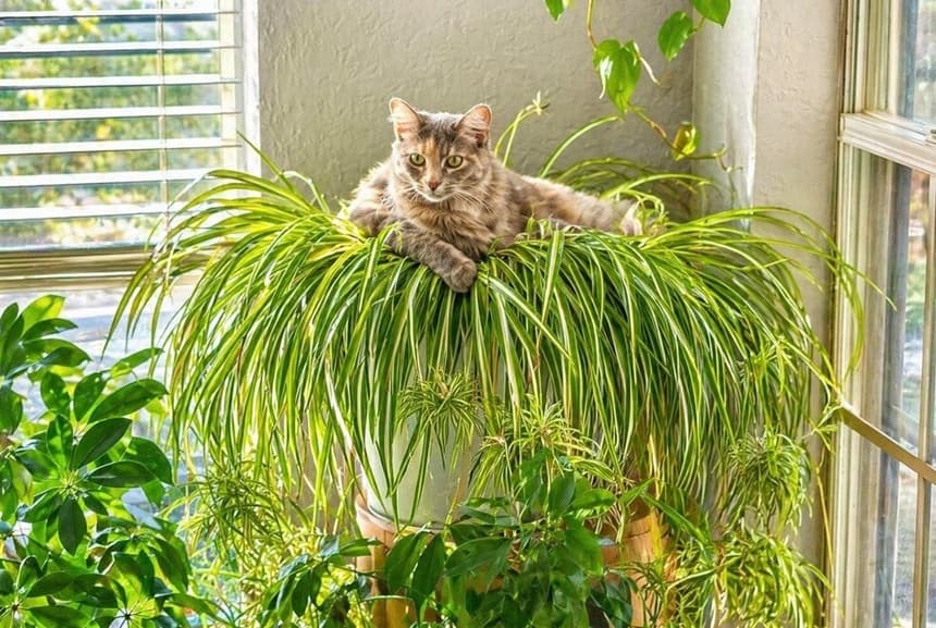 Cat Sitting in Spider Plant Cat resting inside a large spider plant near a window showing pet interaction with non-toxic houseplants