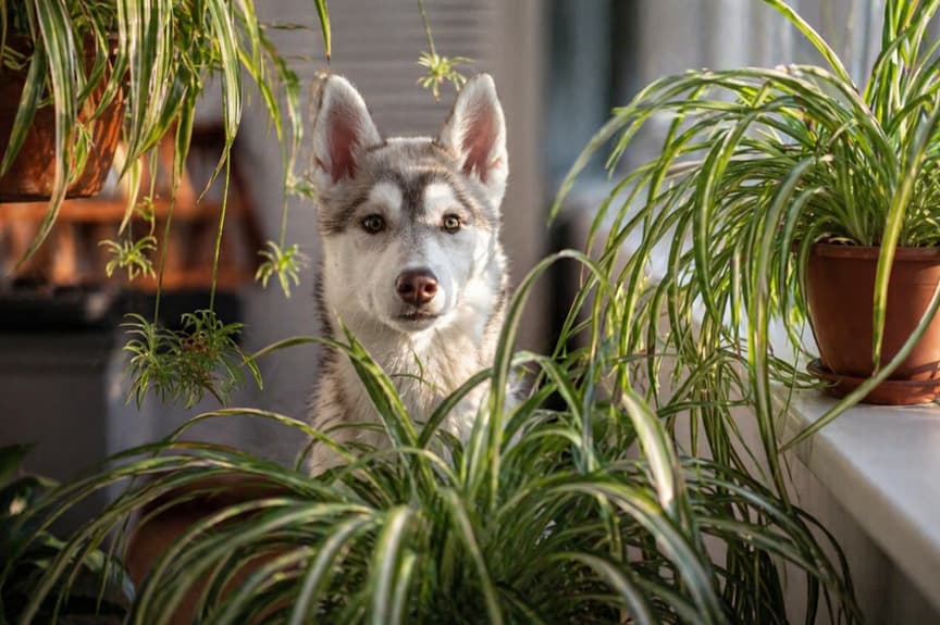 Dog Near Spider Plants Indoors Dog sitting near multiple spider plants indoors showing a pet-safe houseplant environment with greenery