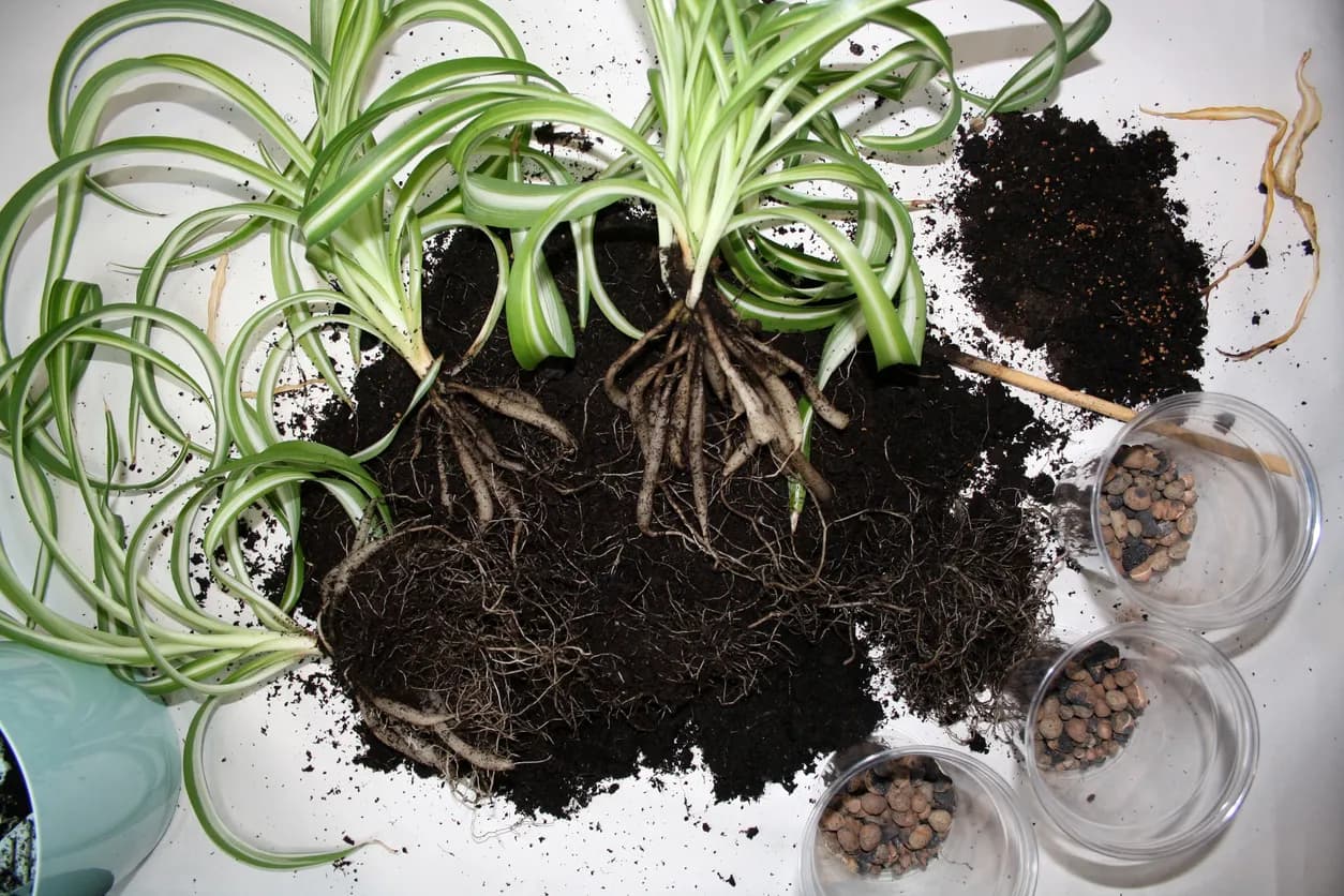 Spider plant roots exposed during repotting with soil and drainage materials