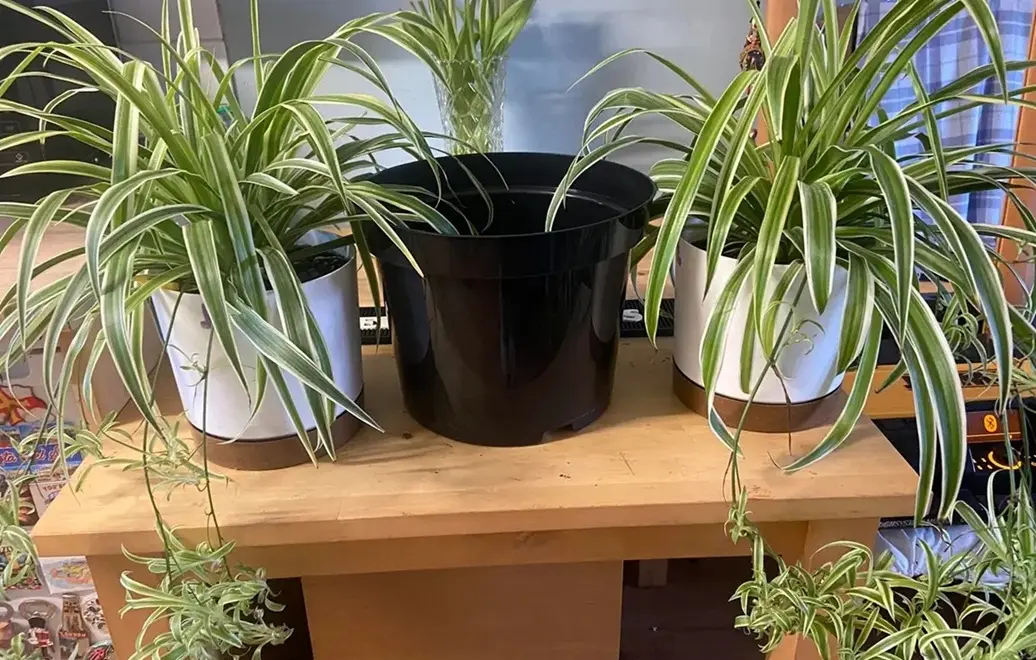 different pot types for spider plants including plastic and decorative containers