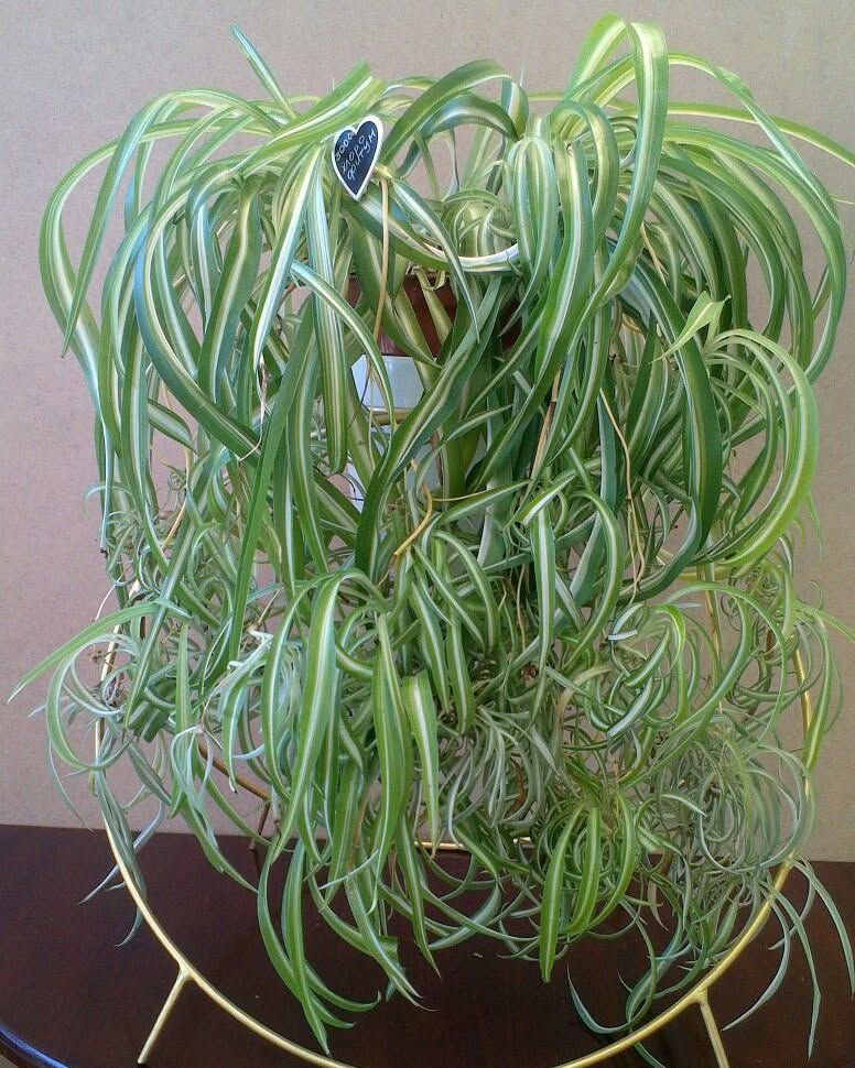 Bonnie Curly Spider Plant Light Requirements – Faded Leaves and Loose Curls Large Bonnie Curly Spider Plant with faded green and white leaves, loose curls, and long, cascading spider plant babies.