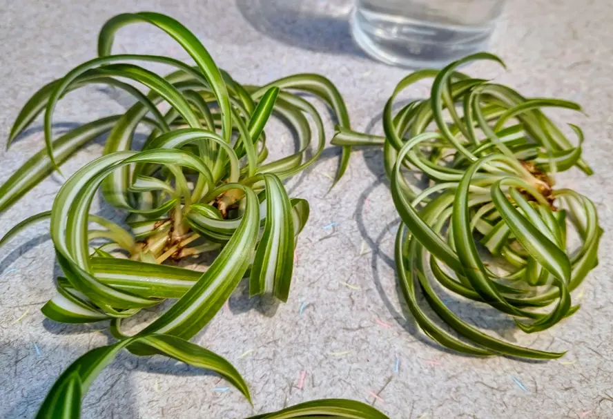 Curly Bonnie Spider Plant Babies After Cutting | Ready to Propagate Two curly Bonnie spider plant babies after cutting showing healthy nodes ready for propagation