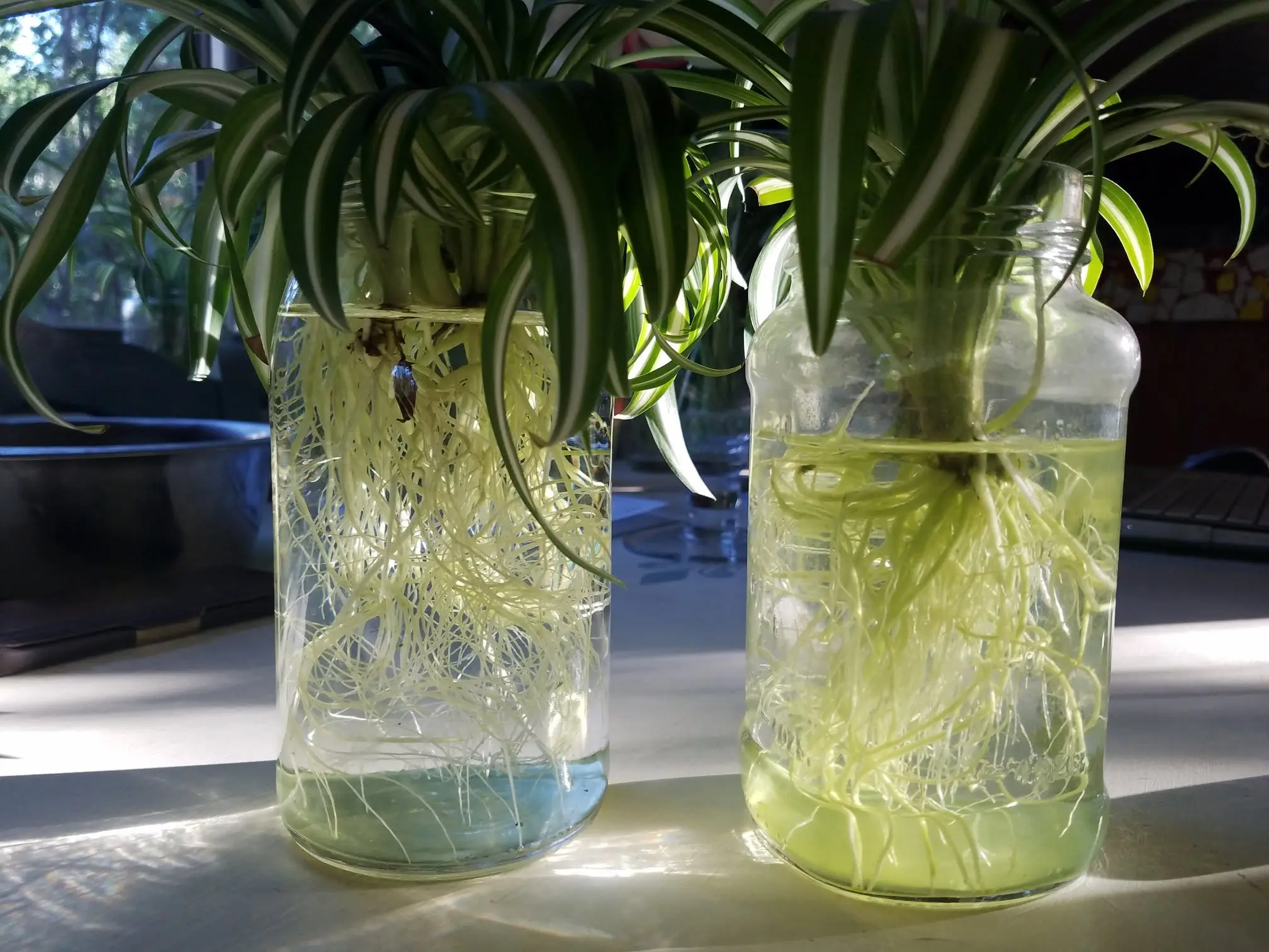 Can Spider Plants Live in Water Permanently? Healthy spider plants growing permanently in glass jars filled with water, showing dense white root systems.