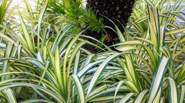 Variegated spider plants growing outdoors in bright indirect light showing healthy foliage and natural garden conditions
