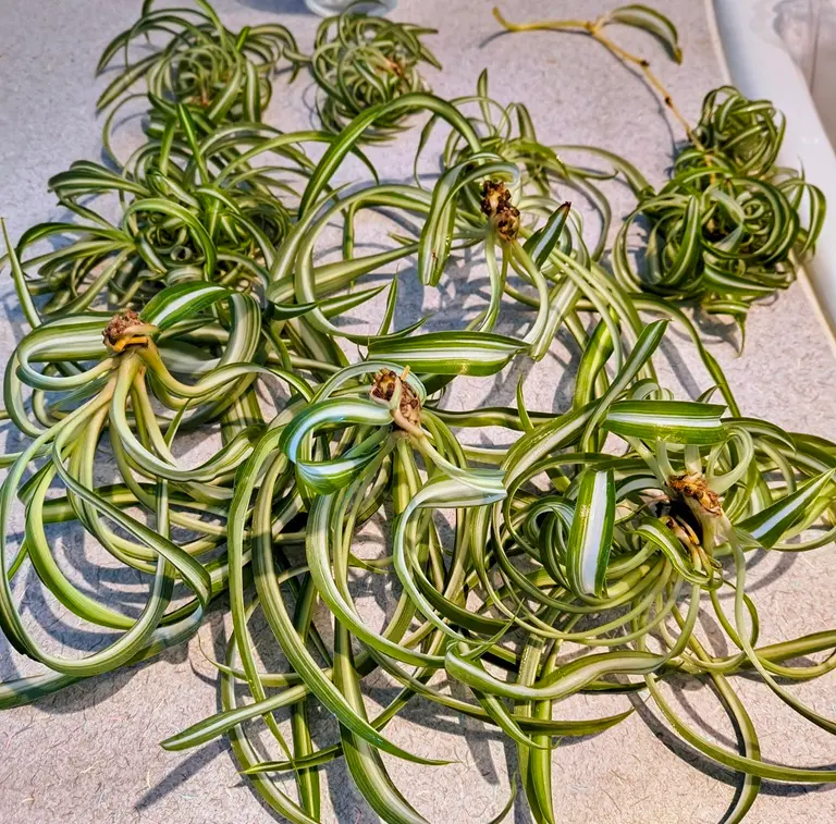 Spider Plant Runners and Nodes on Curly Bonnie Spiderettes Curly Bonnie spider plant babies with visible nodes and runners showing where roots will develop