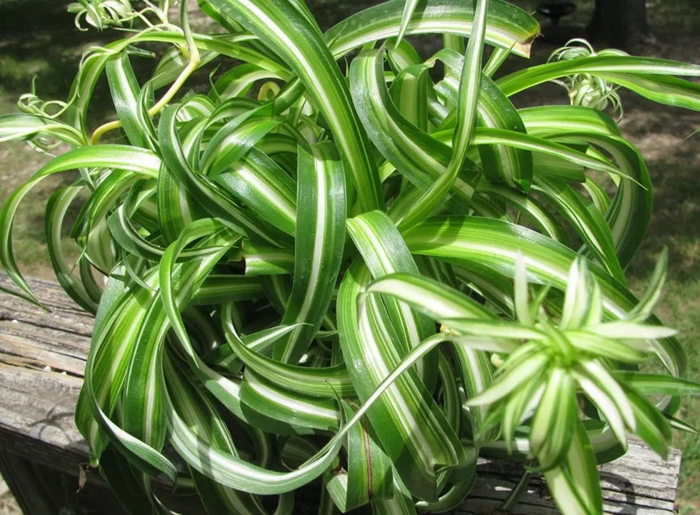 close up curly bonnie spider plant showing tight curled leaves and variegation
