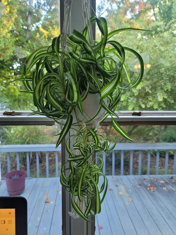 curly bonnie spider plant hanging in window with long trailing spiderettes indoors