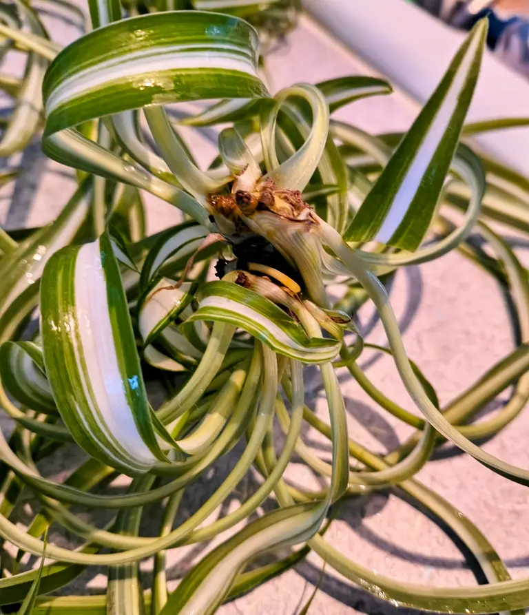 Curly Bonnie Spider Plant Root Nub Formation Curly Bonnie spider plant baby showing root nub forming at node before propagation