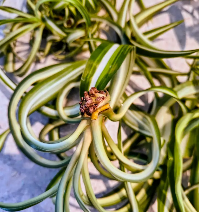 Curly Bonnie Spiderette Root Node Close-Up | Early Propagation Stage Curly Bonnie spider plant baby close-up showing root node and early root growth before propagation