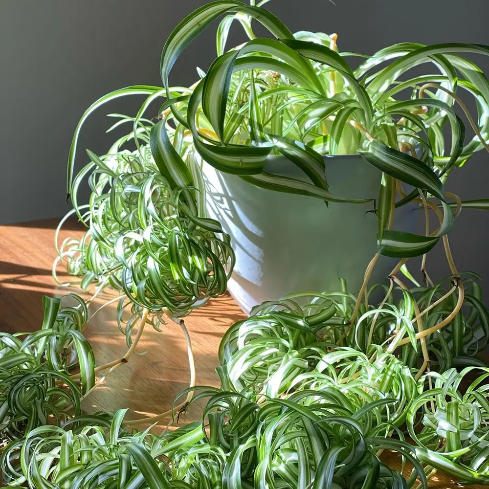 A curly bonnie spider plant with cascading spiderettes and small white flowers, showing a healthy plant actively producing babies and blooms under the right care conditions