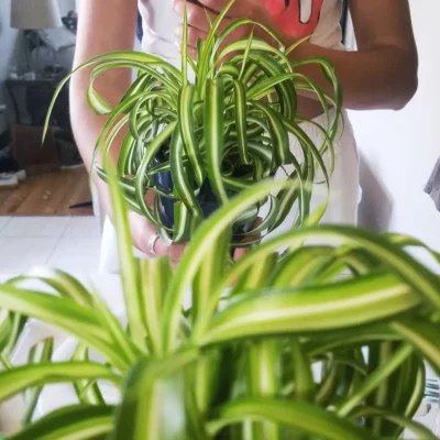 Curly spider plant being held with long cascading leaves, showing healthy indoor plant growth and care