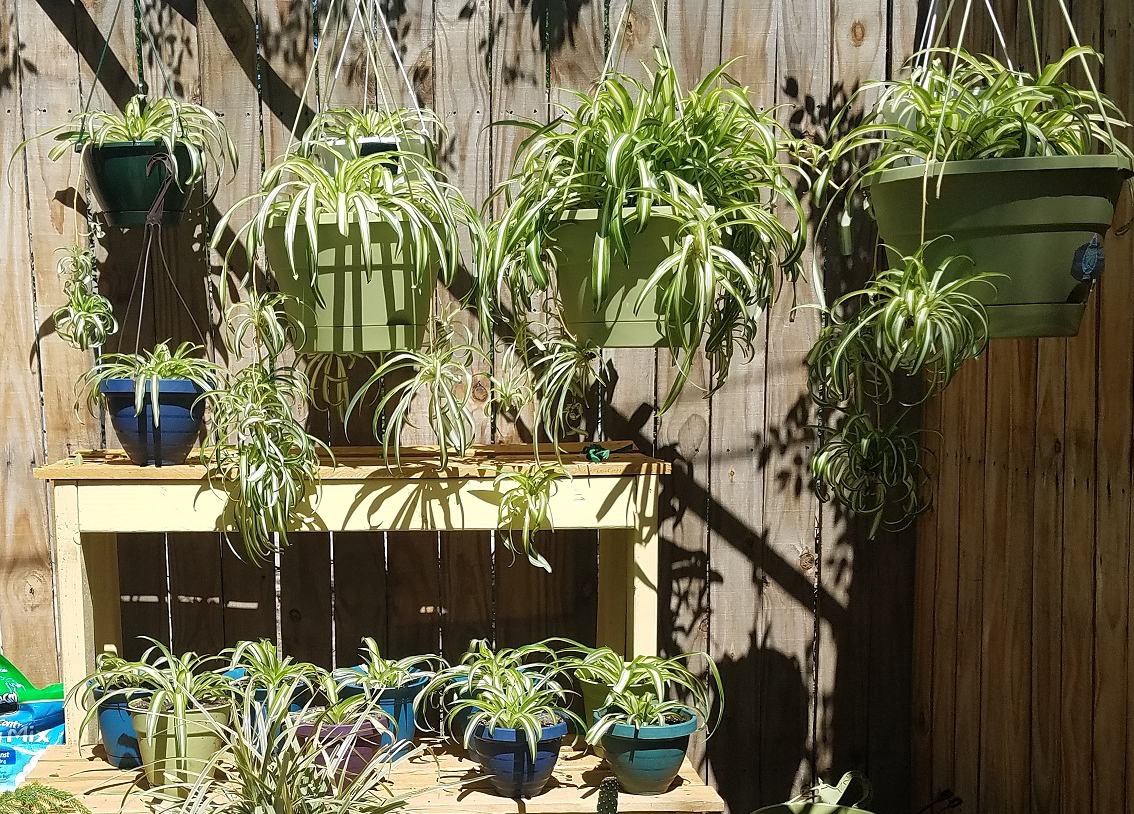 Curly spider plants hanging outdoors in bright indirect light