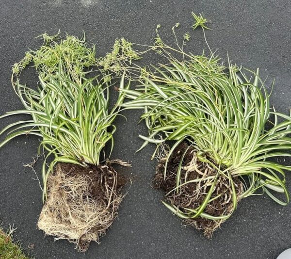 Two spider plants after dividing