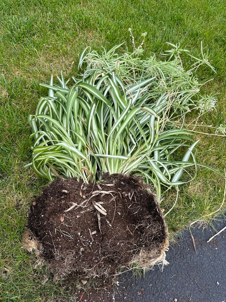 Healthy Spider Plant Root System Before Dividing Close up of a healthy spider plant root system before dividing