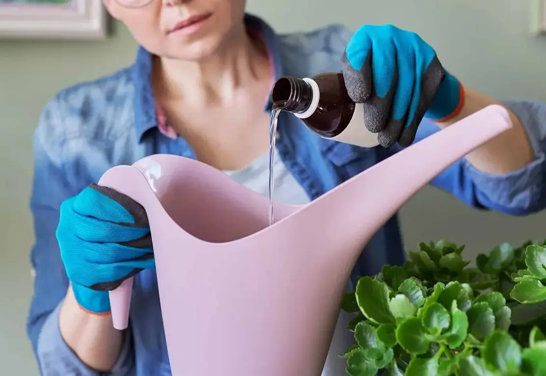 Fertilizing a Spider Plant with Liquid Fertilizer Applying liquid fertilizer to a spider plant in a small terracotta pot