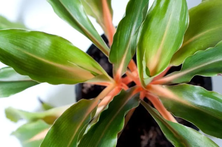 Fire Flash spider plant with green leaves and orange stems growing outdoors in bright light