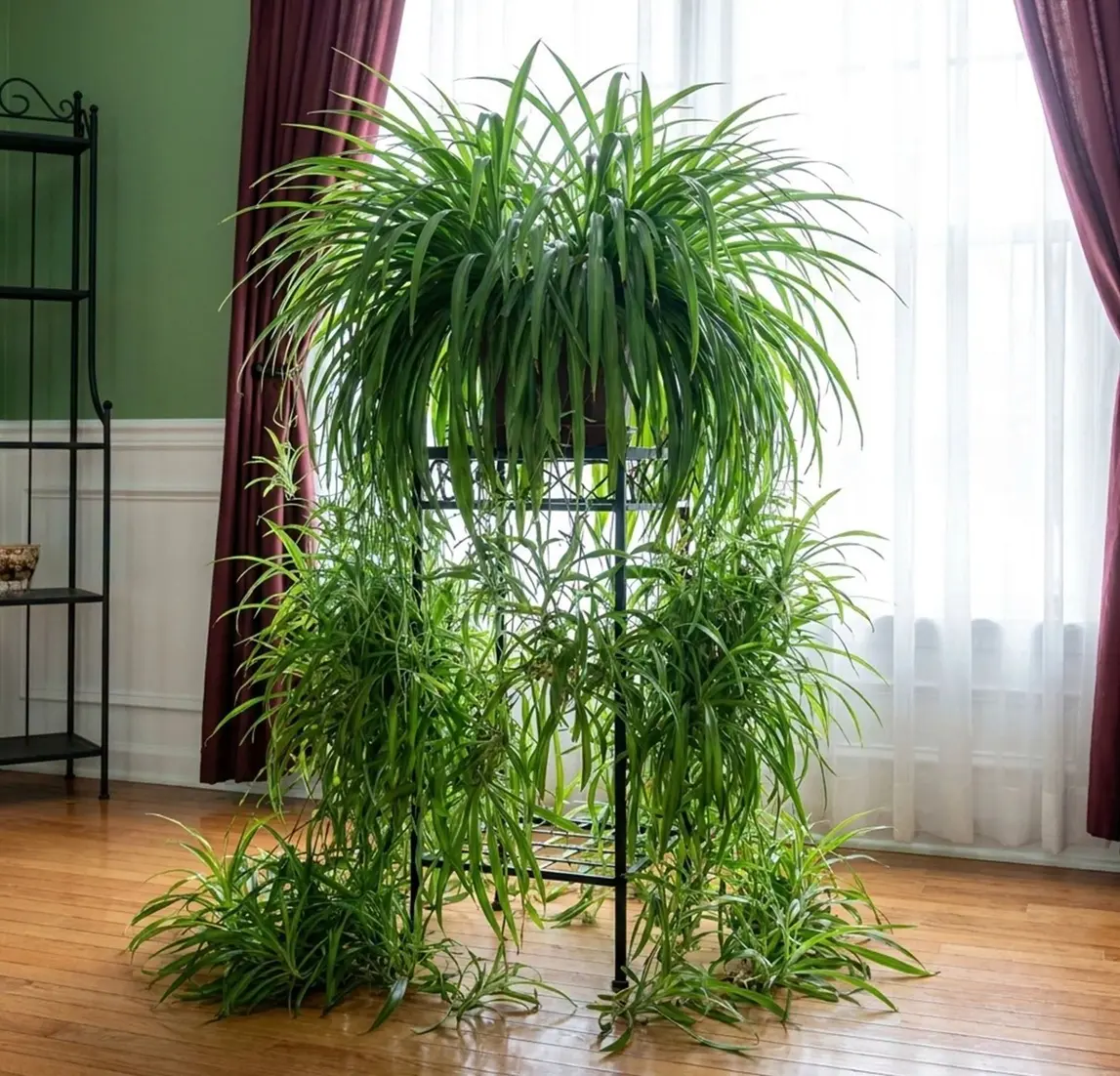 Large mature spider plant with cascading spider plant babies growing indoors.