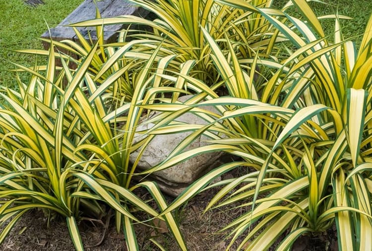 Hawaiian spider plant growing outdoors with yellow and green variegated leaves in a garden setting