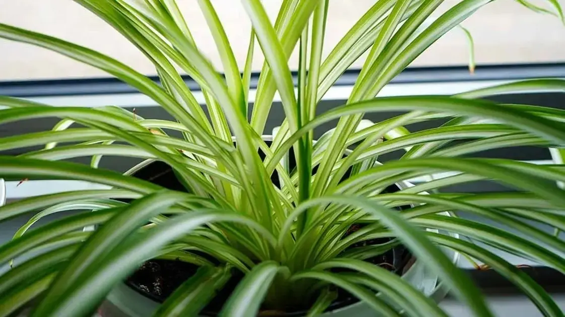 Healthy Spider Plant After Repotting A thriving spider plant with healthy green leaves after successful repotting into fresh soil