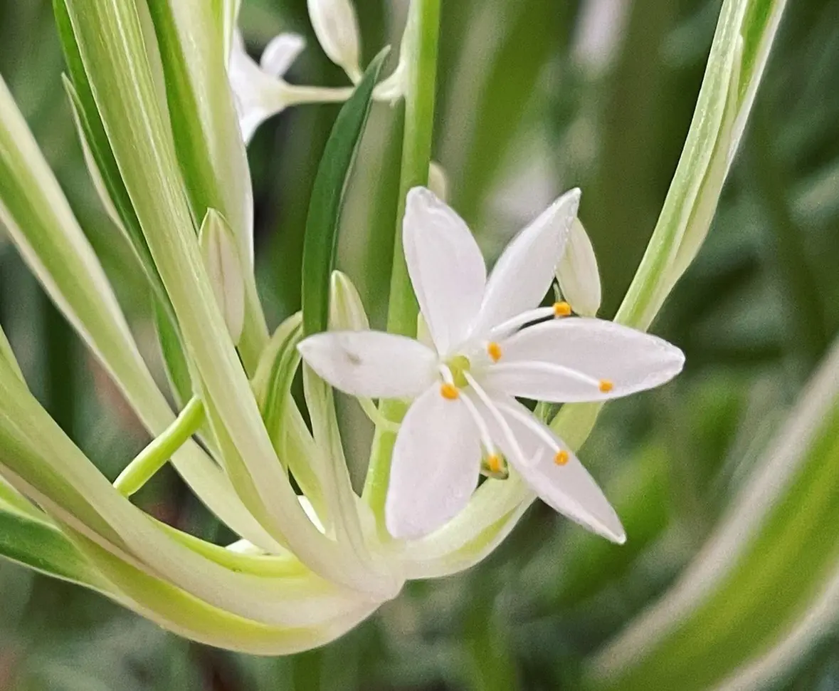 healthy spider plant flowers close up showing white blooms and green variegated leaves