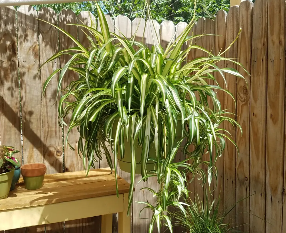 healthy spider plant with babies showing proper care and no common mistakes