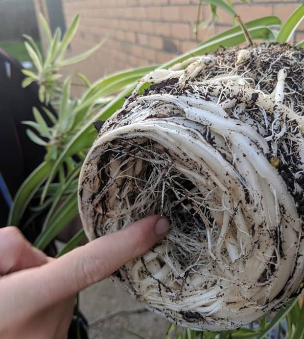 Healthy Spider Plant Roots healthy spider plant roots with thick white tubers and strong growth