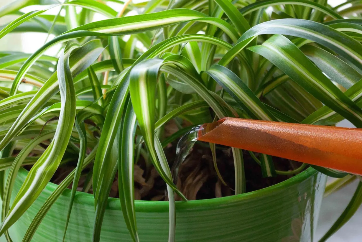 How Often to Water a Spider Plant Indoors watering a spider plant indoors to maintain proper soil moisture