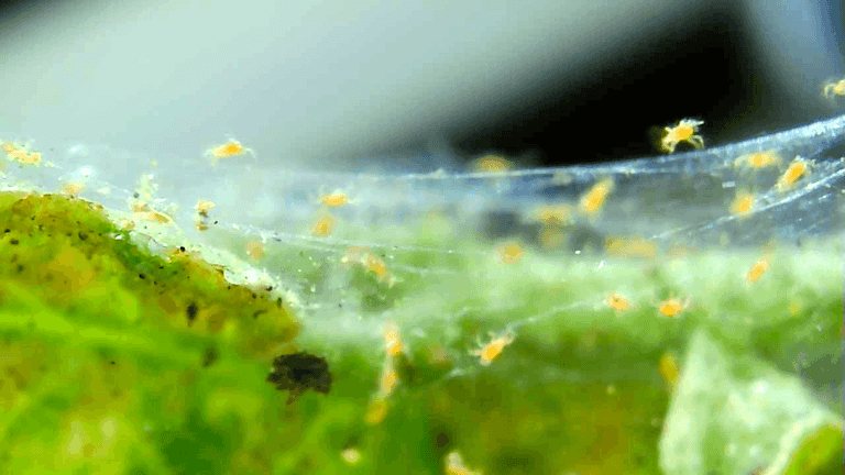 Spider mites moving across a damaged indoor plant leaf with visible webbing