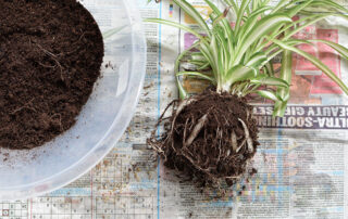 Spider plant roots prepared for making a kokedama moss ball.
