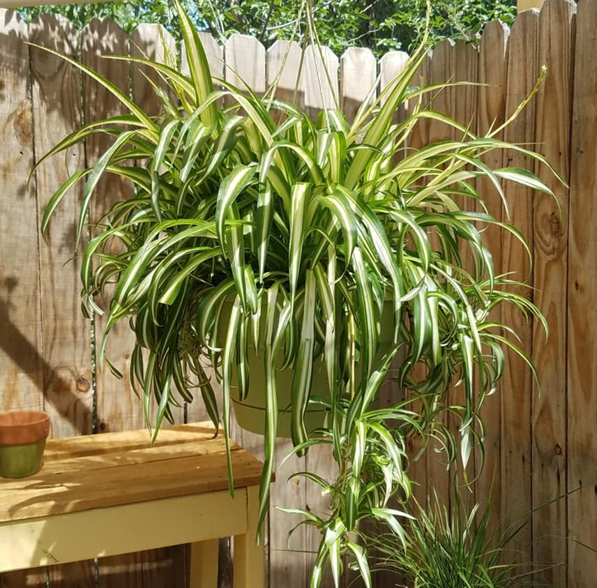 Outdoor spider plants growing in hanging pots and planters in bright filtered light