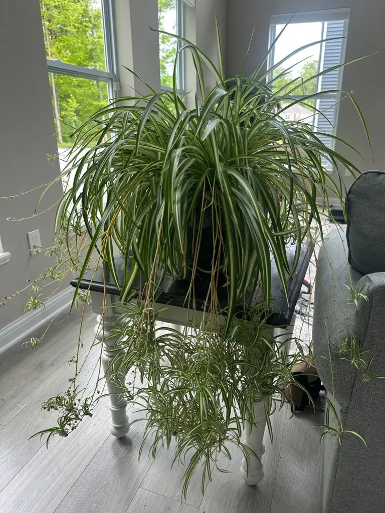 Large Spider Plant Before Dividing Large mature spider plant before being divided into two plants