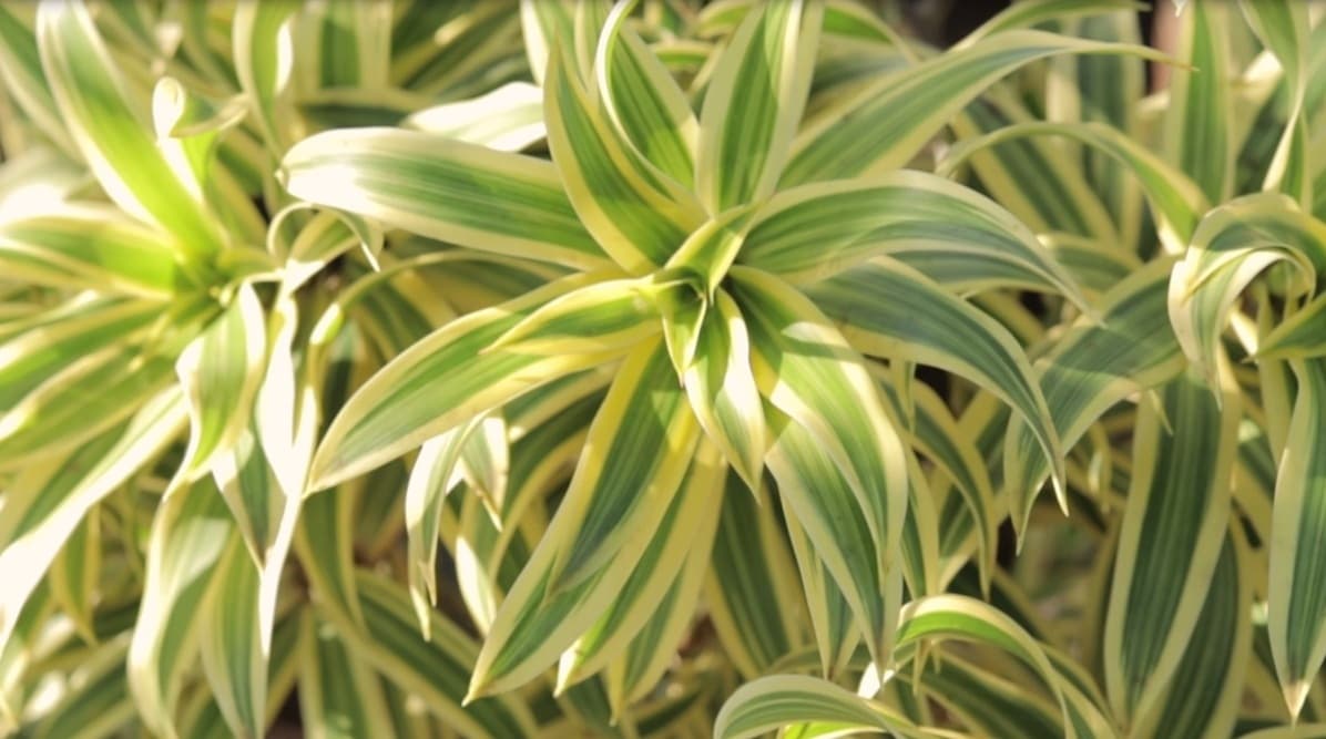 Lemon Lime Reverse Variegated Spider Plant with bright lime green striped leaves (Chlorophytum comosum reverse variegatum) and cream color variegation