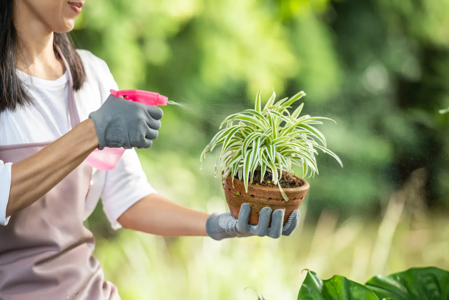 Person misting a healthy indoor spider plant to increase humidity and prevent brown leaf tips