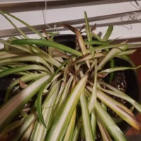 Overwatered spider plant with browning and yellow leaves and browning crown in indoor pot