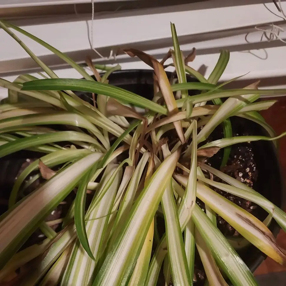 Overwatered Spider Plant Showing Brown and Yellow Leaves Overwatered spider plant with browning and yellow leaves and browning crown in indoor pot