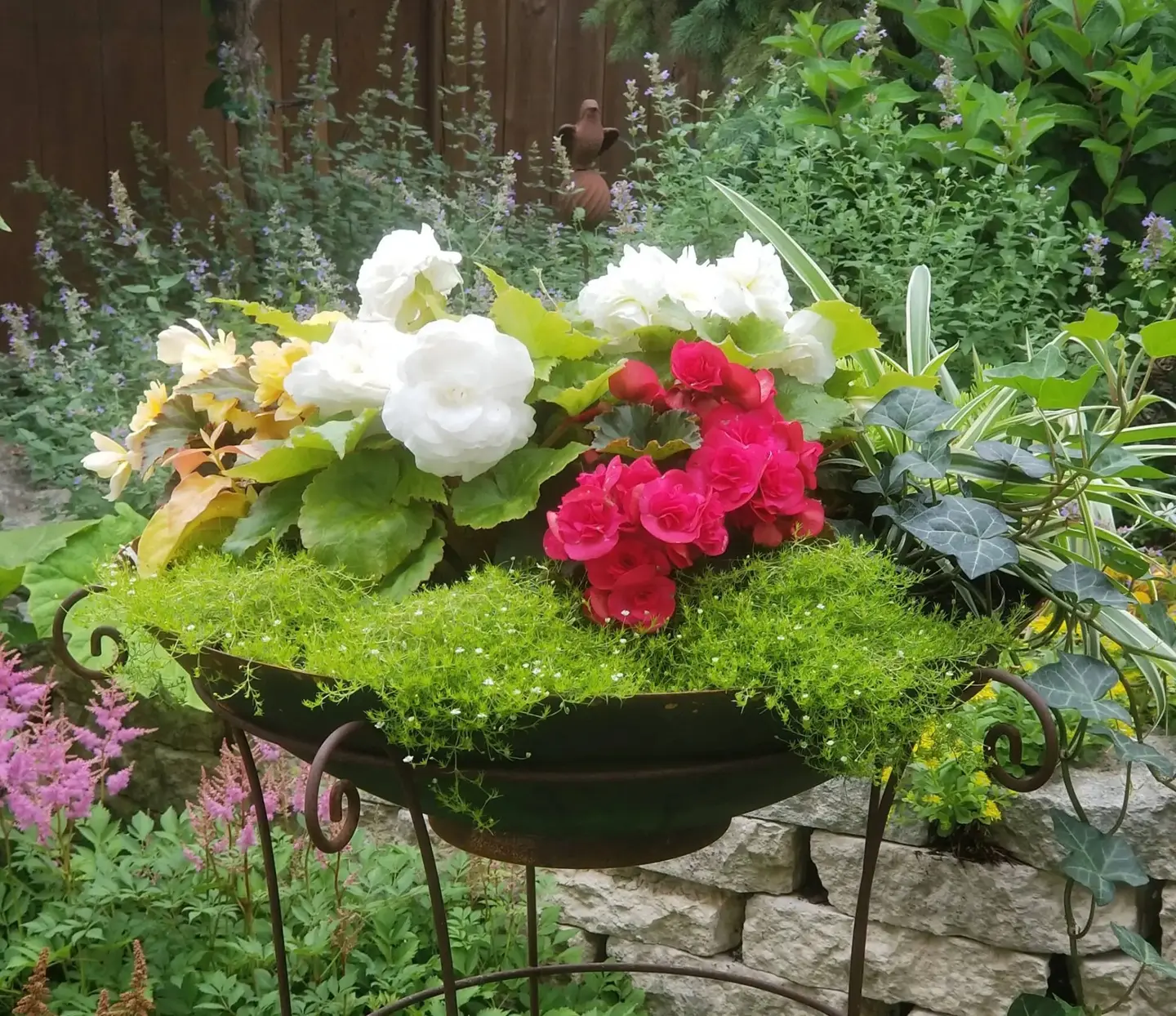 Mixed garden container with pink and white begonias, spider plant, ivy, and lemon coral sedum
