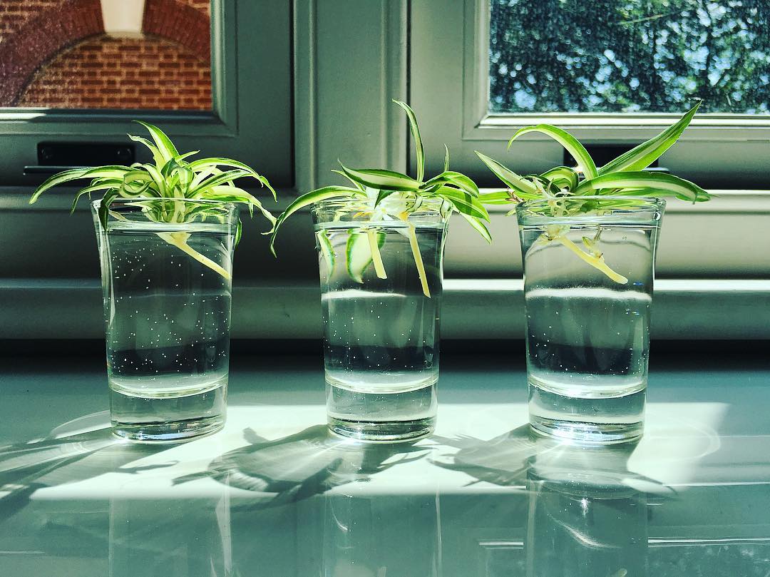 Spider plant babies propagating in water in glass containers on windowsill