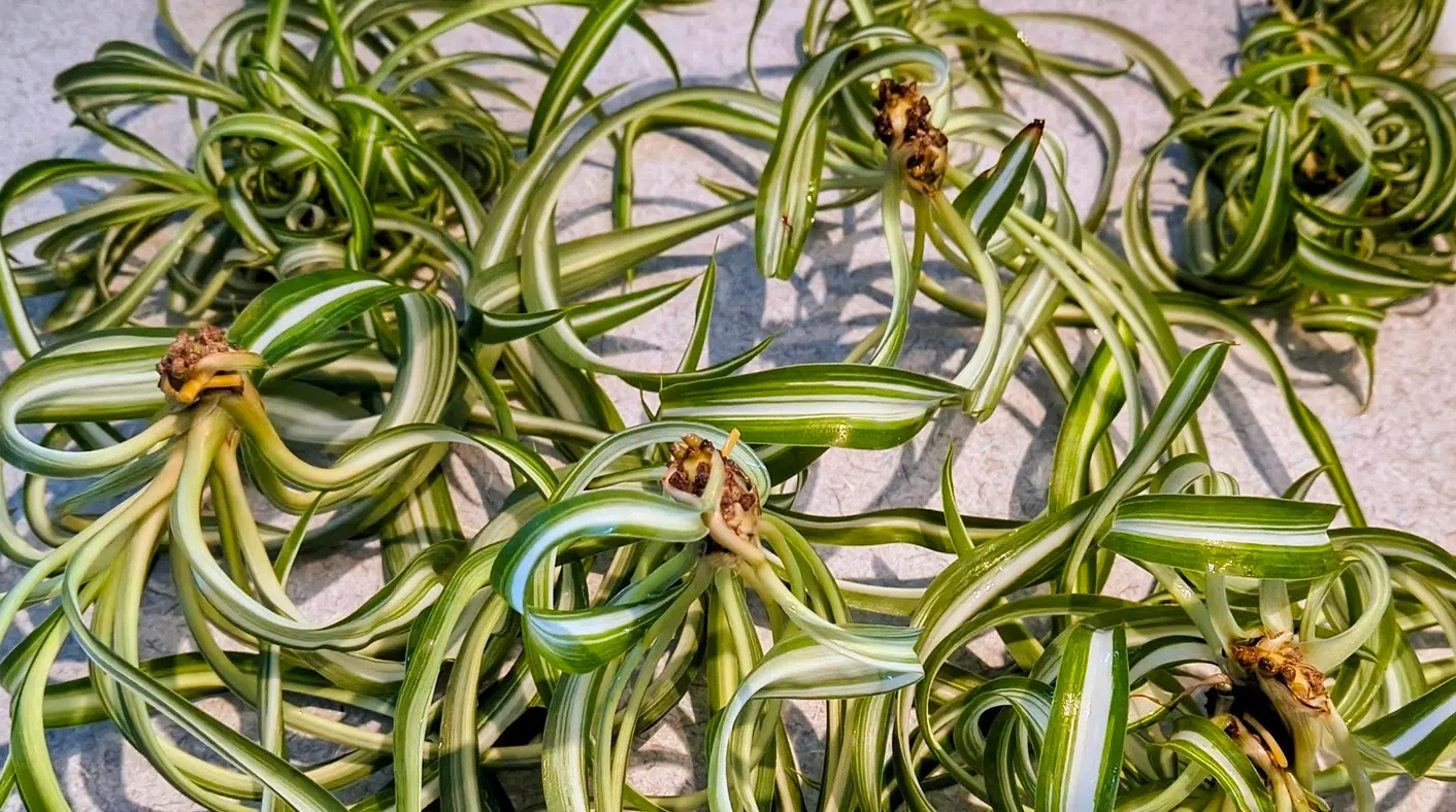 Curly Bonnie spider plant babies with visible nodes and early roots, ready for propagation