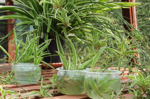 Spider plant babies propagating while still attached to the mother plant in water containers