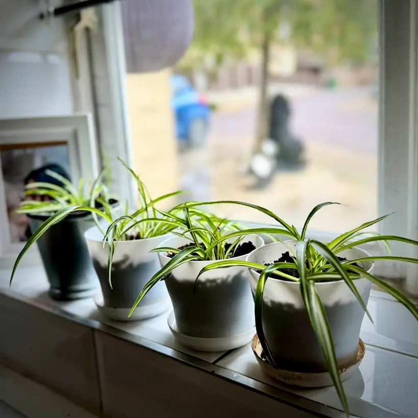 Spider plant babies planted in soil in small pots on windowsill for propagation